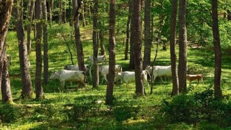 Projeção de 2,5% no crescimento de bovinos confinados