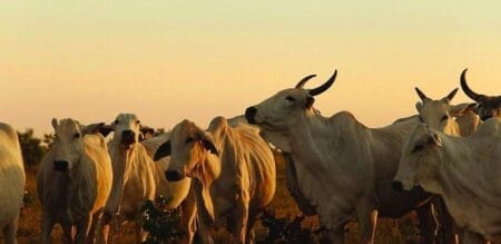 Em MS, abate de bovinos sobe 13,5% em relação ao 1º tri de 2023 e produção de ovos de galinha é recorde