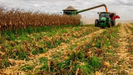 Colheita do milho supera média histórica em Mato Grosso