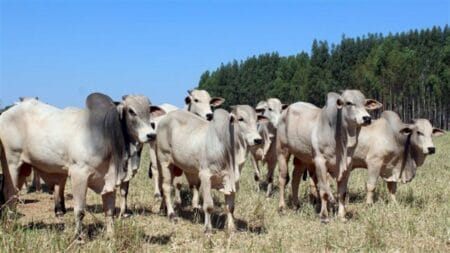 Mercado de carnes se mantê estável