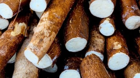 Clima seco afeta produção de mandioca
