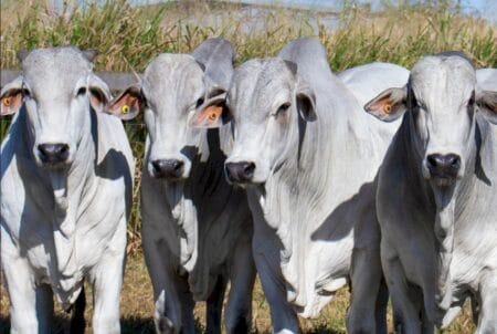 Boi gordo tem estabilização de preços; Veja análise do cenário