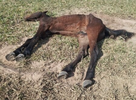 Proprietário de cavalo residente em Taquarussu é autuado pela PMA por maus tratos
