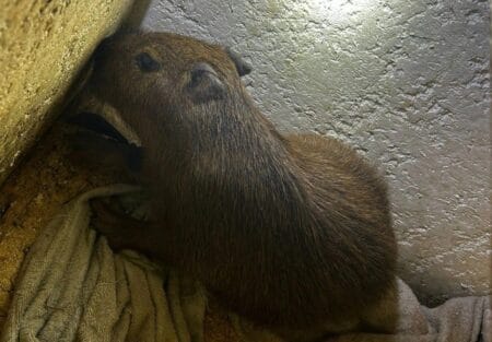 Filhote de capivara é resgatado em ‘boca de fumo’ em Dourados