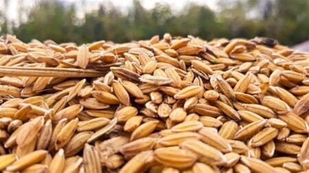 Anulação do leilão do arroz é vitória do agro brasileiro