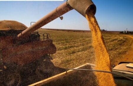 Brasil colherá 297,5 milhões de toneladas de grãos, estima a Conab