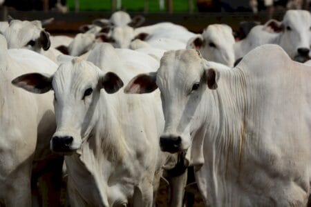 Boi gordo tem alta e traz esperança para produtores; Veja cenário
