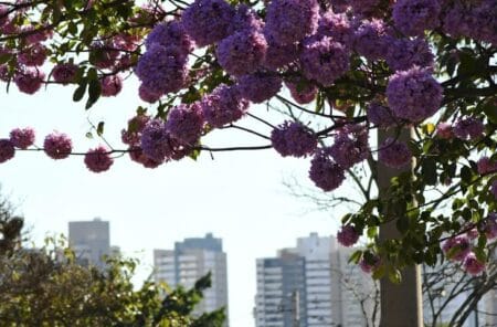 Previsão: julho começa com frio em MS e temperatura sobe ao longo da semana
