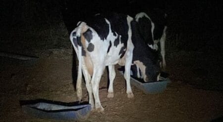 Policia Civil identifica autores de furto de gado em Nova Andradina