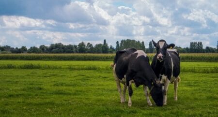 Produtor rural será indenizado por morte de vacas após queda de poste de energia