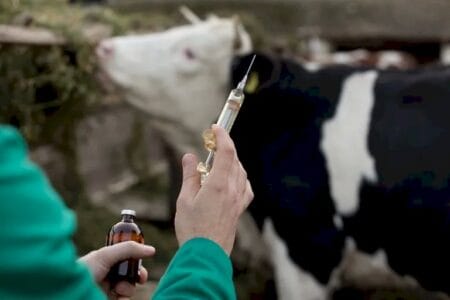 Manejo de vermifugação em bovinos pode reduzir prejuízos de parasitas gastrointestinais