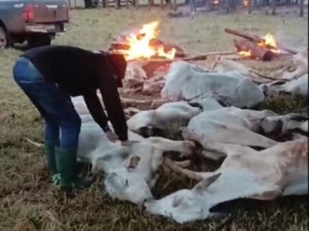 Pecuaristas fazem fogueira para salvar gado do frio na região sul de MS