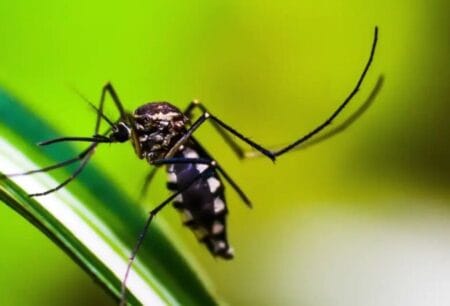 Queda de casos de dengue no Brasil deve se manter até fim de novembro