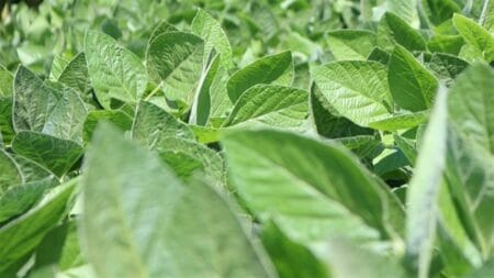 Como a soja se comportou no meio de semana? Assim como em Santa Catarina, o Paraná também não teve movimentos no mercado BATANEWS/AGROLINK
