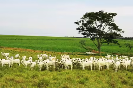 As vantagens da agricultura regenerativa para o meio ambiente e a economia