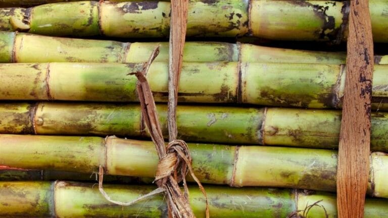 Bicudo causa grande prejuízo na cana-de-açúcar BATANEWS/AGROLINK
