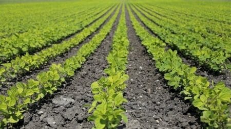 Mercado da soja recua Em Santa Catarina os preços evoluem, mas os negócios seguem na mesma BATANEWS/AGROLINK