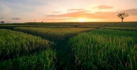Produção de cana pode cair 20% nos próximos 10 anos por mudanças climáticas