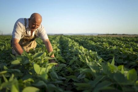 Setor agrícola demitiu 365 mil pessoas em um ano, diz IBGE