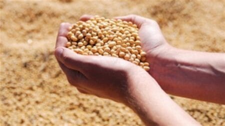 Técnicos atualizam custo de produção de soja, sorgo e mamona