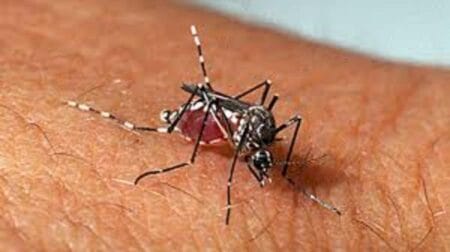 Boletim Epidemiológico: MS registra 15.718 casos confirmados de dengue