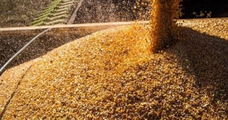 Produção brasileira de grãos na safra 23/24 deve alcançar 298,6 milhões de toneladas Produção nacional de soja esperada é de 147,38 milhões de