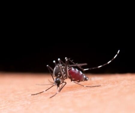 MS confirma mais 4 mortes por dengue; menina de 8 anos está entre novas vítimas