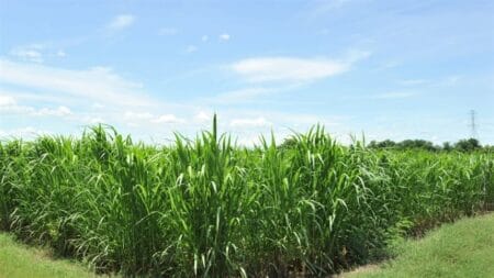 Queimadas afetam colheita de cana e pressionam setor