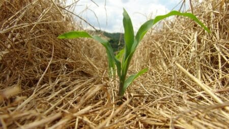 Como proteger a lavoura em tempos de seca