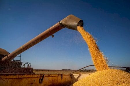 Colheita de milho 2ª safra alcança 99,7% da área no Brasil