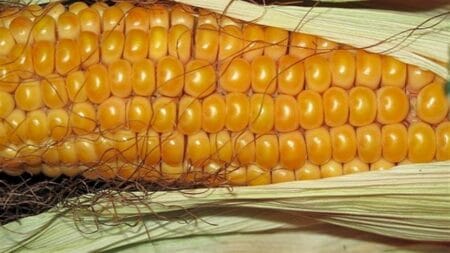 Produção de milho para silagem segue em crescimento