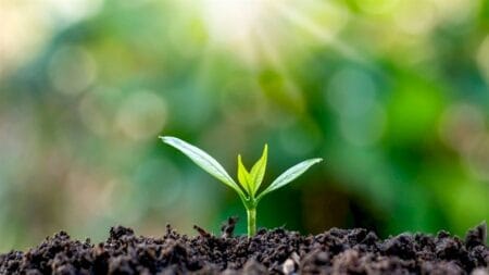 Novos avanços na produção de biopesticidas