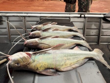Ivinhema – PMA autua pescador em mais de R$ 1.500.00 por pesca predatória