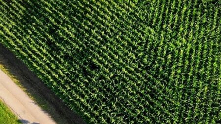 Milho tem negócios pontuais em alguns estados