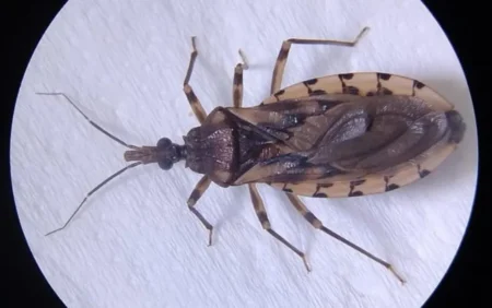 Secretaria de Saúde de Caruaru, encontra mais de 50 barbeiros transmissor da Doença de Chagas em residência