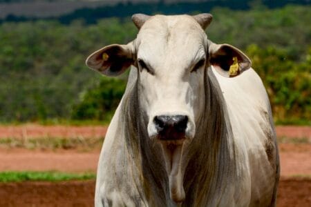 Semana agitada: veja os preços da arroba do boi gordo