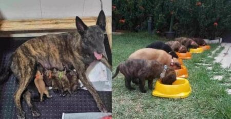 Fofura e disciplina: filhotes da cadela Laika, dos Bombeiros, recebem treinamento para se tornarem cães militares