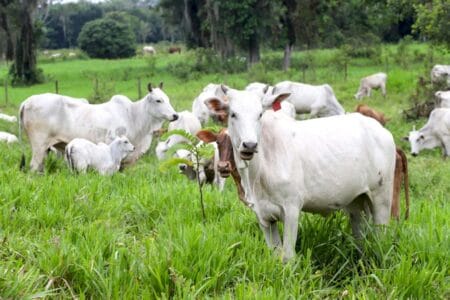 Veja como os preços da arroba do boi começaram a semana