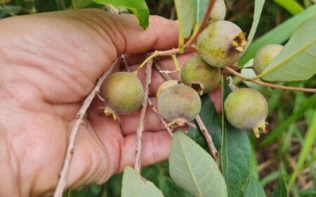 Seminário Estadual da Guavira vai discutir biodiversidade e geração de renda