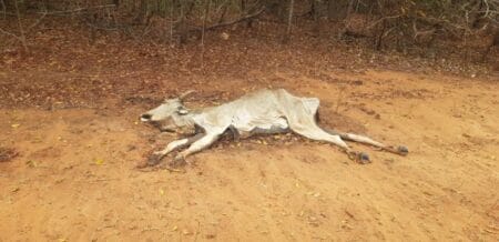 Produtor rural é multado em R$ 1 milhão por deixar gado morrer de fome em MS