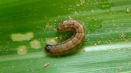 Pressão de lagartas eleva uso de inseticidas