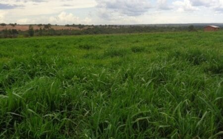 MS tem 4,7 milhões de hectares de pastagens degradadas que podem ser recuperadas, ampliando a produção