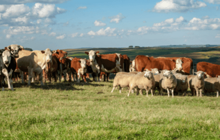 Carne bovina é um dos principais produtos pecuários nas exportações brasileiras