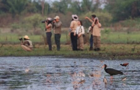Contagem de aves coloca destinos de MS entre os mais ricos para a observação no Brasil