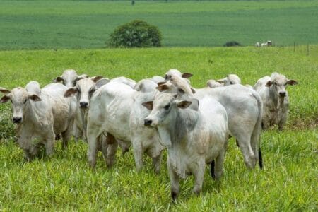 Boi: acima dos R$ 22/kg, carcaça casada bate recordes diários