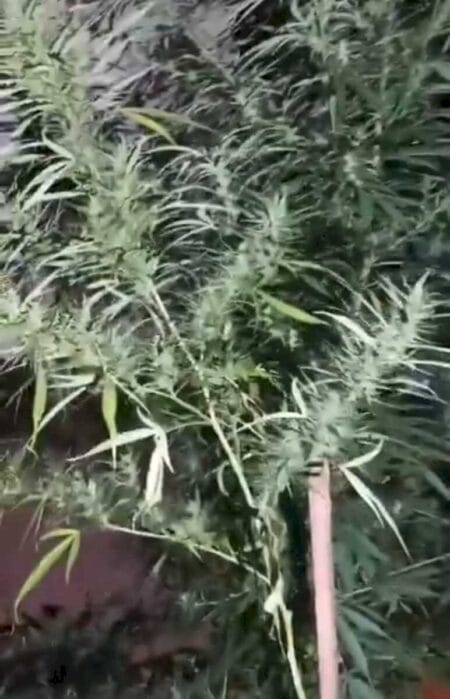 Mulher é presa por cultivo de maconha em Fátima do Sul