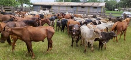 Operação apreende 238 animais criados de forma ilegal em MS