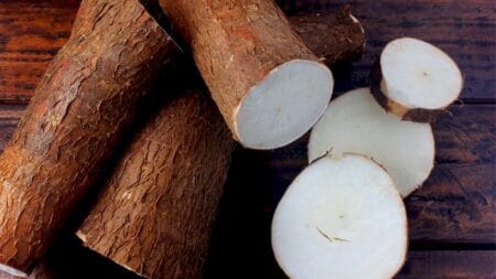 Clima favorável sustenta produção de mandioca