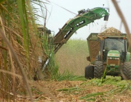 Safra de cana será 4,8% menor em 24/25, indica Conab