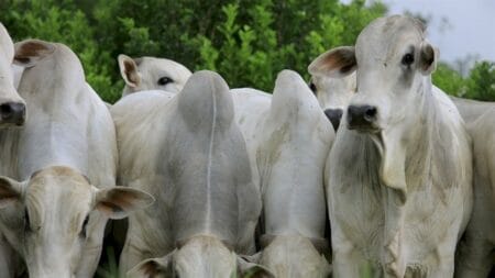 Tecnologia inova plantio de mudas de pastagens
